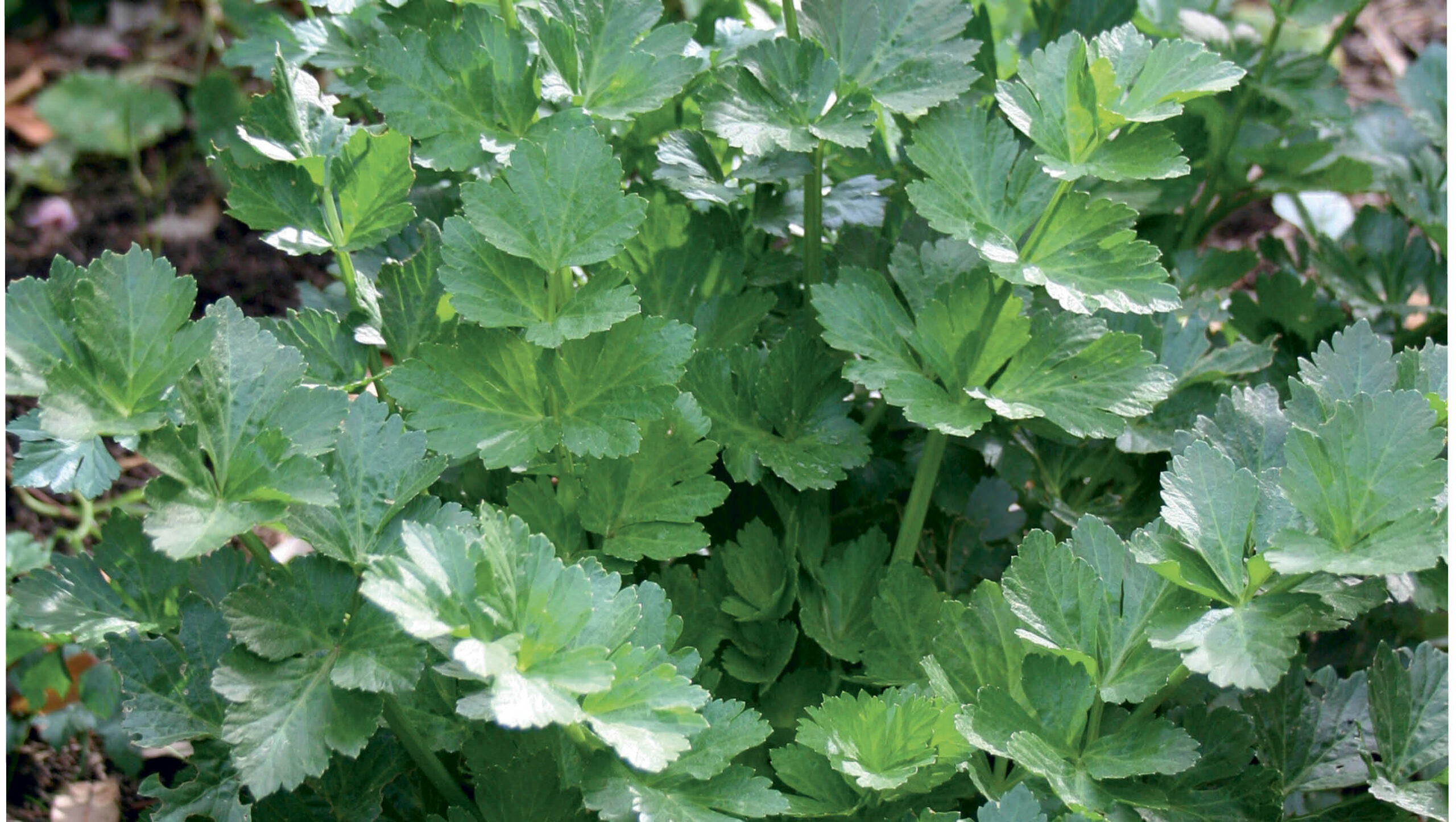 From garden to kitchen: celery
